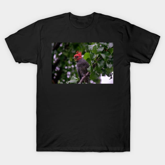 Gang Gang Cockatoo T-Shirt by Bevlyn